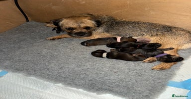 Border Terrier dogs - Advert 4