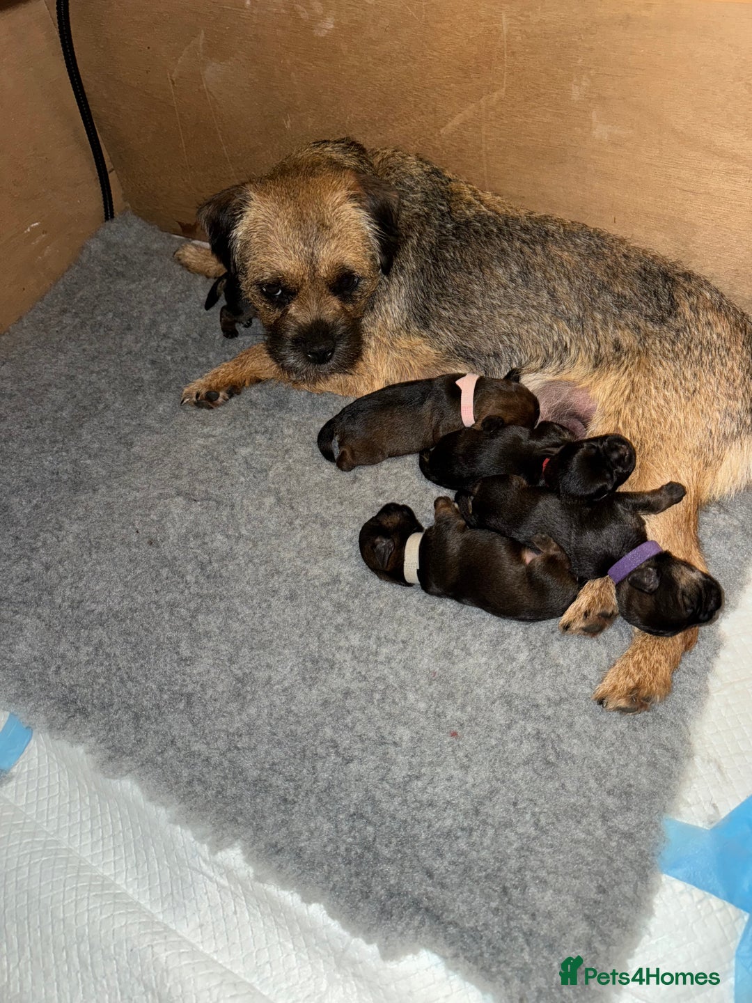 Border Terrier dogs for sale: Border Terrier KC Reg puppies - Image 3