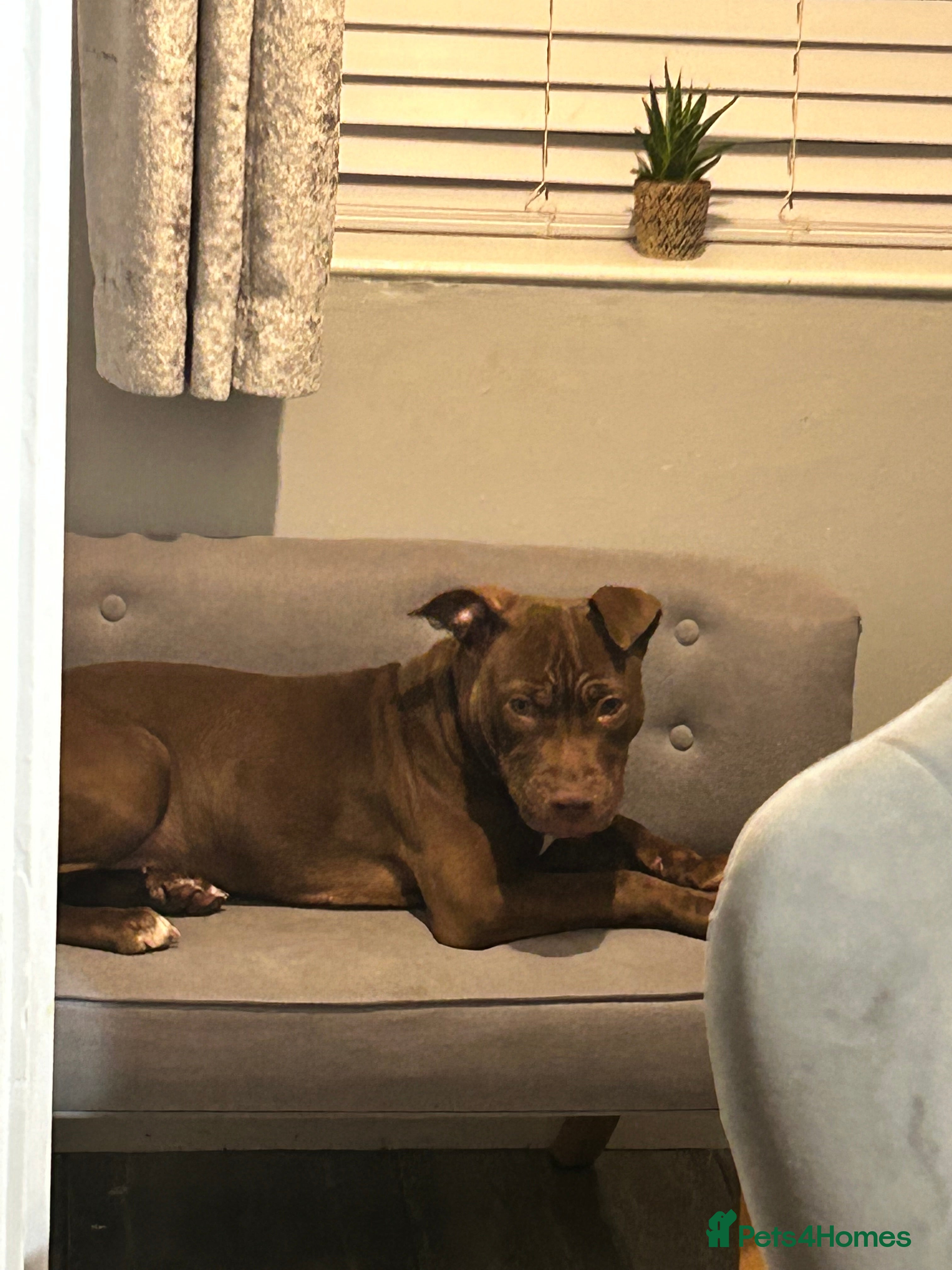 Mixed Breed dogs Bully cross puppy - Advert 2