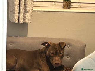 Mixed Breed dogs Bully cross puppy - Advert 8