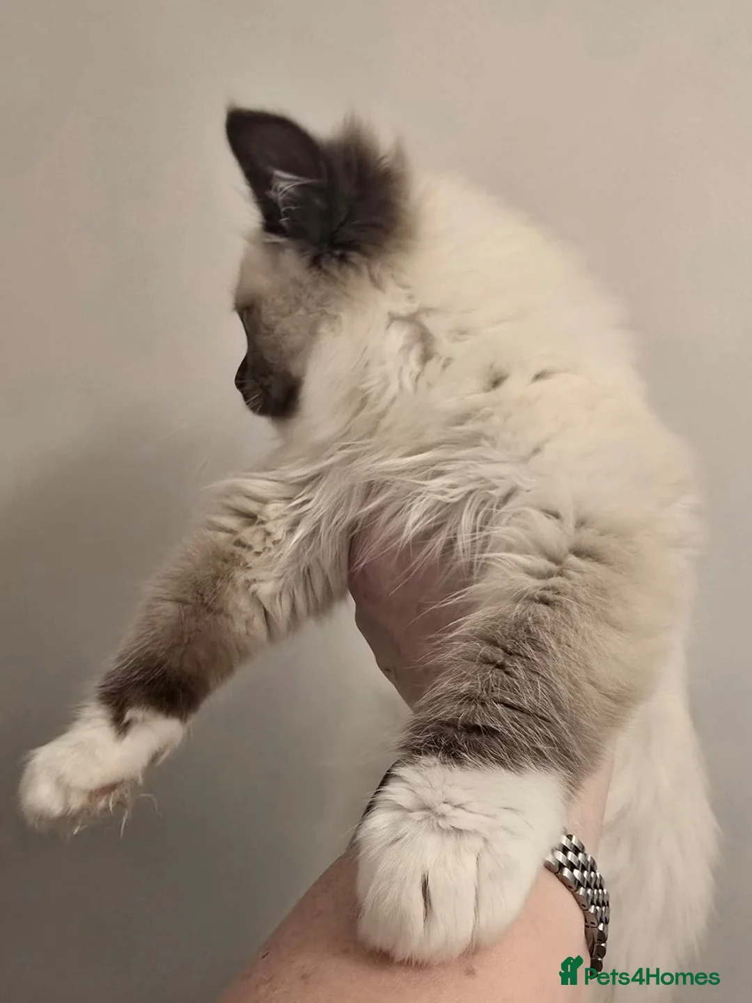 Ragdoll cats for sale: Ragdoll - Advert 30