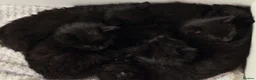 Mixed Breed cats for sale: 🖤 Gorgeous Fluffy Black Kittens–4 Boys & 2 Girls - Advert 20
