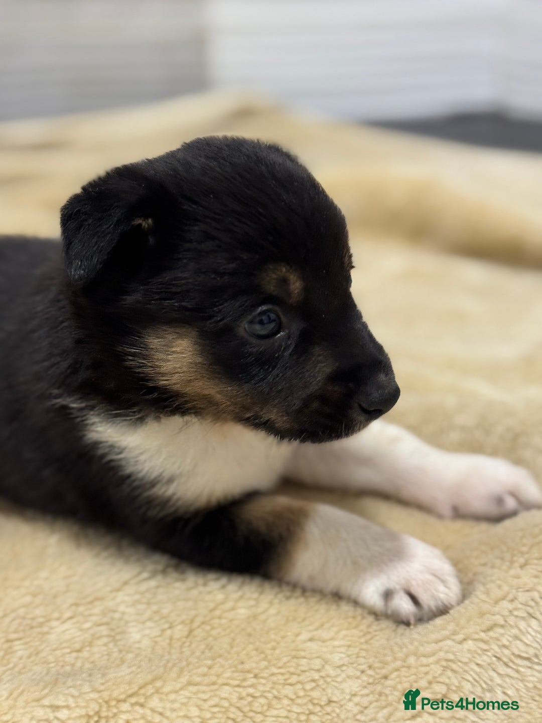 Border Collie dogs for sale: Border Collie Puppies  - Advert 1