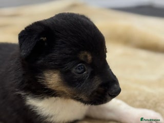 Border Collie dogs Border Collie Puppies - Advert 2