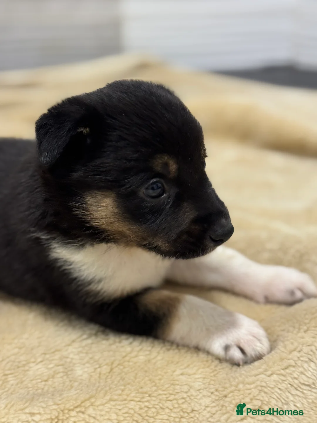 Border Collie dogs for sale: Border Collie Puppies (Sold) - Advert 4