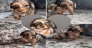 Miniature Dachshund dogs - Advert 15
