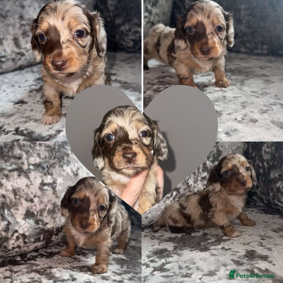 Miniature Dachshund dogs for sale: Miniature dachshund  - Image 3