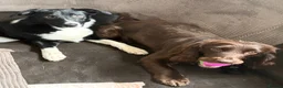 Mixed Breed dogs for sale: 🤍🖤Black roan cocker collies🖤🤍 - Advert 12