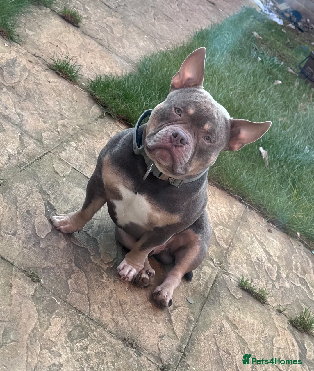 American Bully dogs for sale: Pocket/Mirco bully  - Advert 1