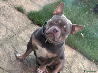 American Bully dogs Pocket/Mirco bully - Advert 1