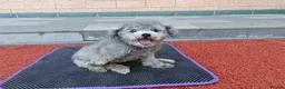 Poodle dogs for adoption: Ember seeks forever home  - Advert 2