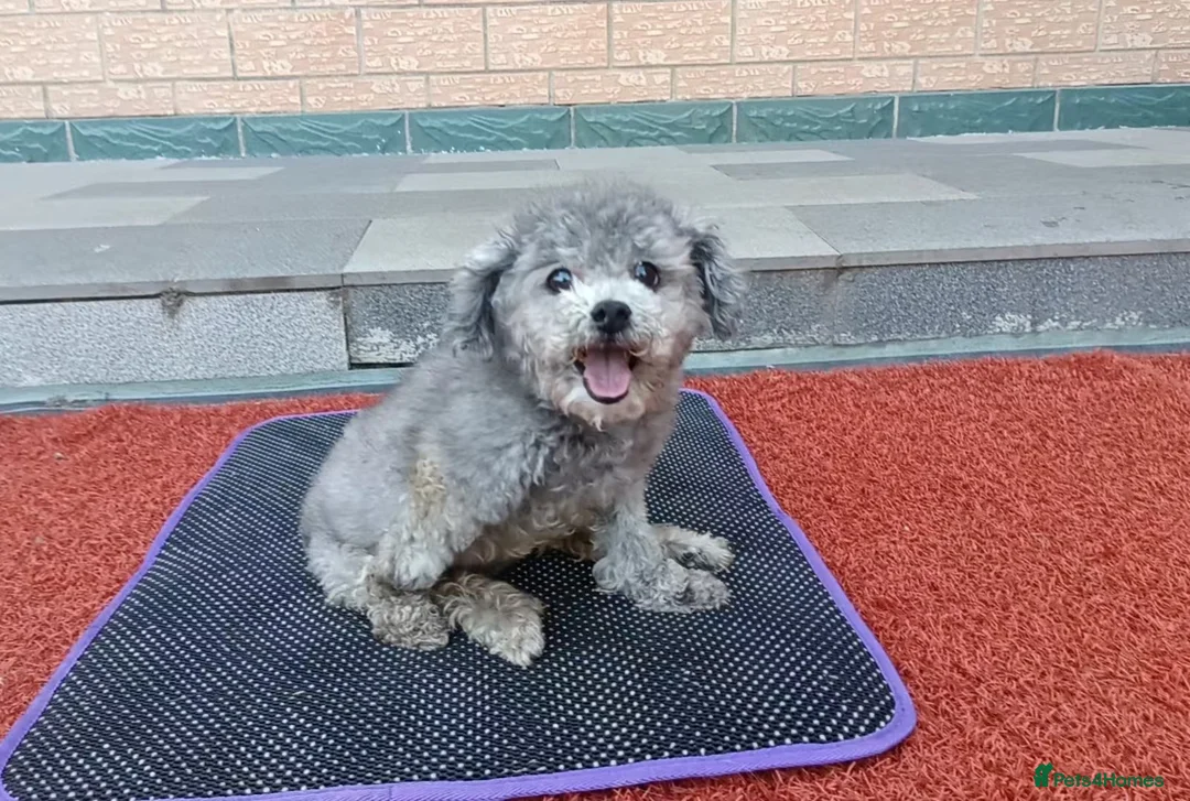 Poodle dogs for adoption: Ember seeks forever home  - Advert 2