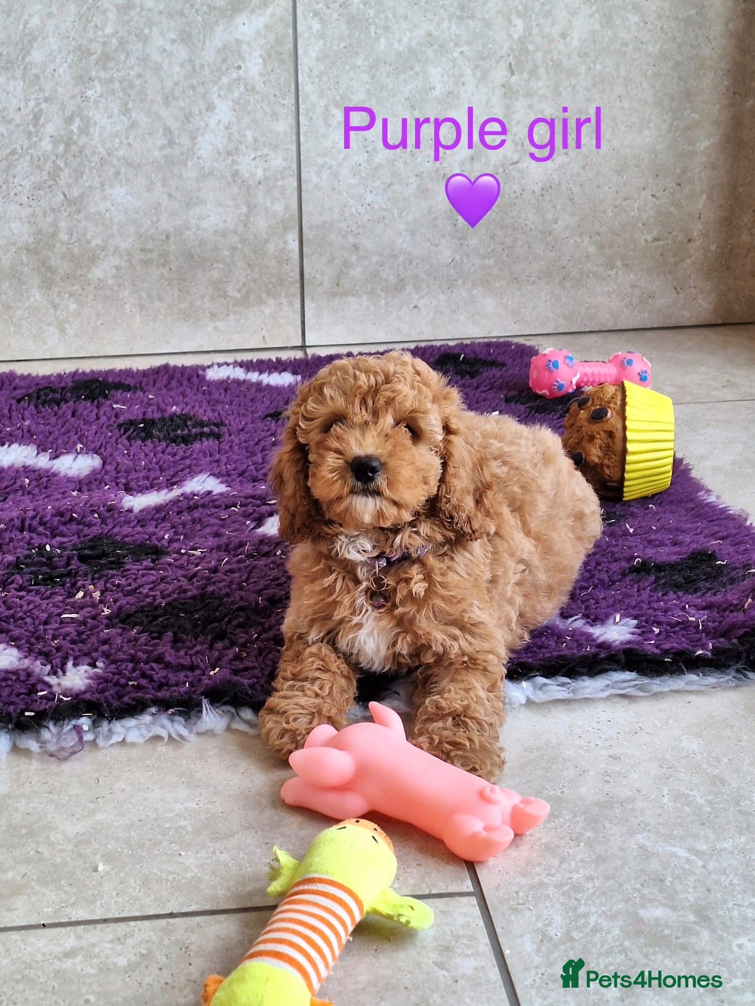 Cavapoochon dogs Beautiful Cavapoochons puppies - Advert 2