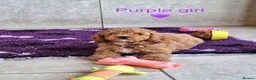 Cavapoochon dogs for sale: Beautiful Cavapoochons puppies - Advert 3