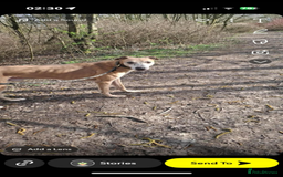 Mixed Breed dogs for sale: Bull cross suluki greyhound  - Image 3