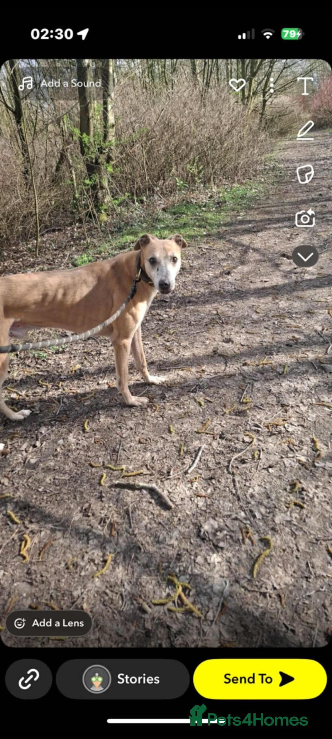 Mixed Breed dogs for sale: Bull cross suluki greyhound  - Image 3