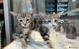 Siamese cats for sale: Siamese-Tabby Mix Kittens Available from 17th Sept - Image 12