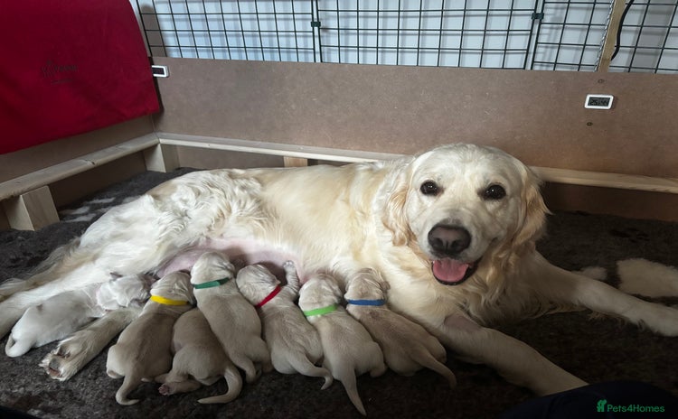 Golden Retriever dogs Beautiful KC Registered Golden Retriever Puppies - Advert 2