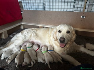 Golden Retriever dogs Beautiful KC Registered Golden Retriever Puppies - Advert 1