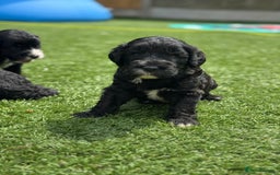 Sheepadoodle dogs for sale: Miniature Sheepadoodles (F1) - Image 16