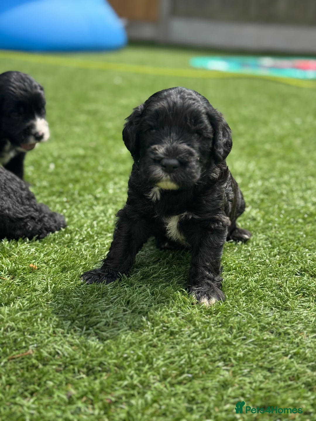 Sheepadoodle dogs for sale: Miniature Sheepadoodles (F1) - Image 16