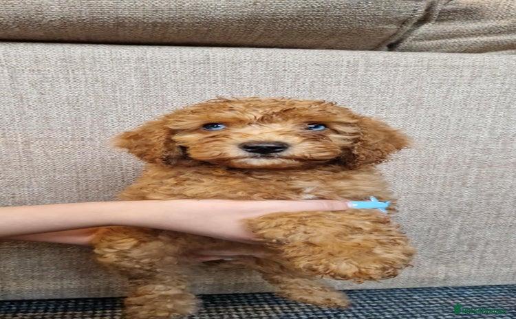 Cavapoo dogs - Advert 15