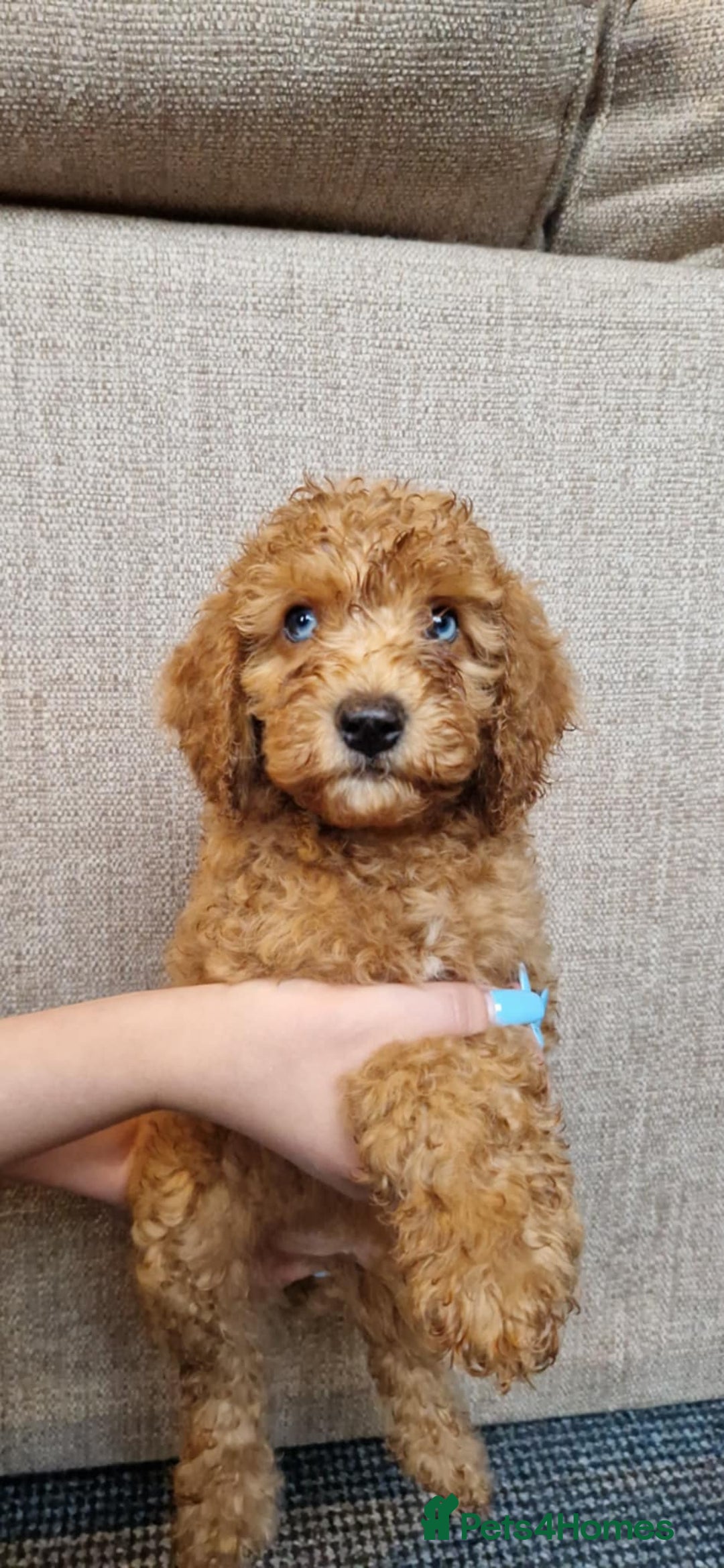 Cavapoo dogs for sale: Ready to go* Cavapoo pups - Image 1