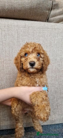 Cavapoo dogs - Advert 11