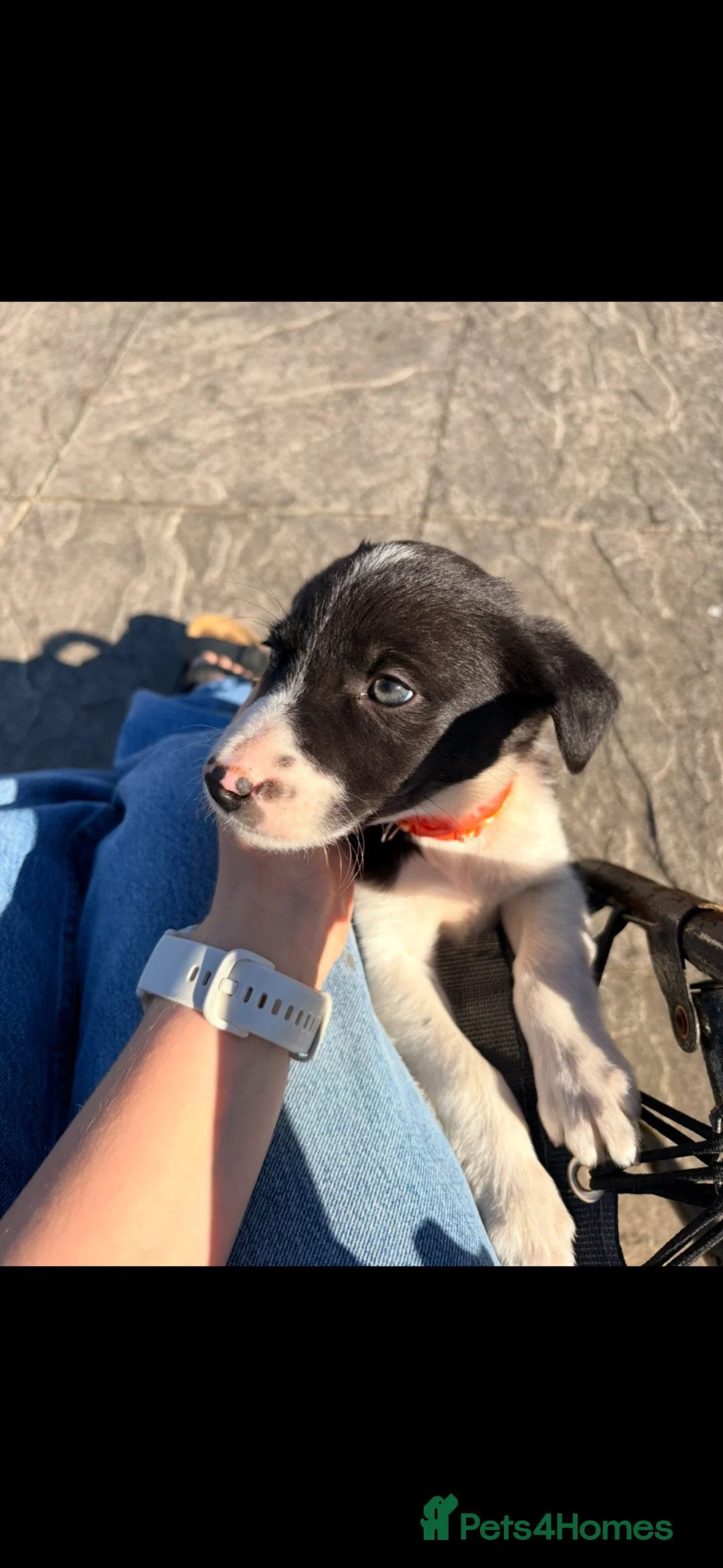 Border Collie dogs for sale: 7 Working Sheepdogs  - Advert 22