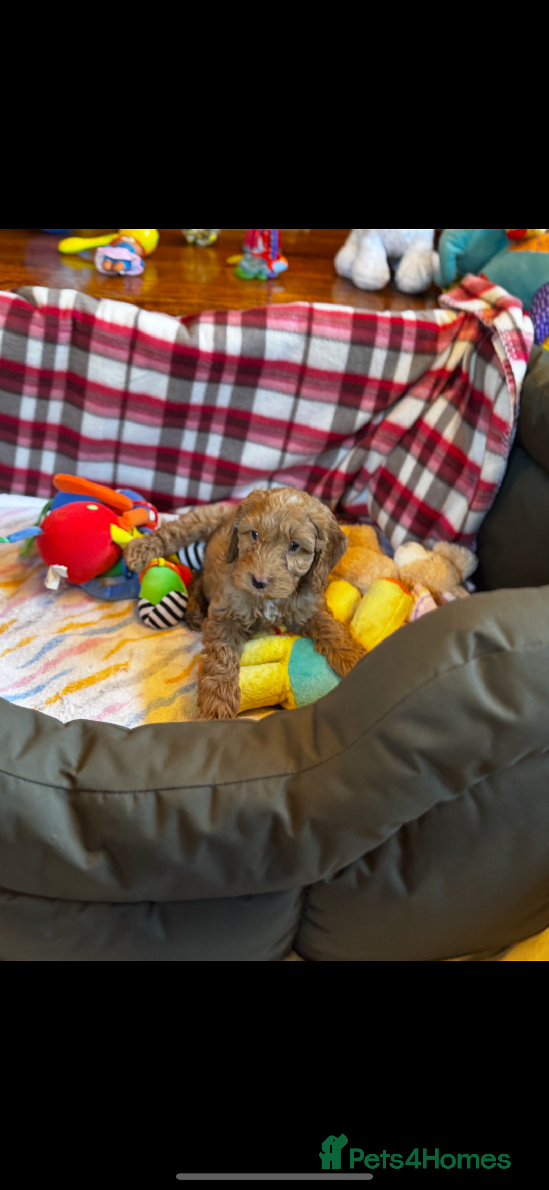 Cavapoo dogs for sale: Health tested cavapoos  - Image 4