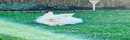 Lionhead rabbits for sale: Richard in Winsford - Advert 1