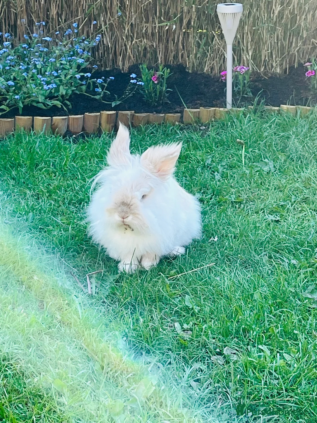 Lionhead rabbits for sale: Richard in Winsford - Advert 1