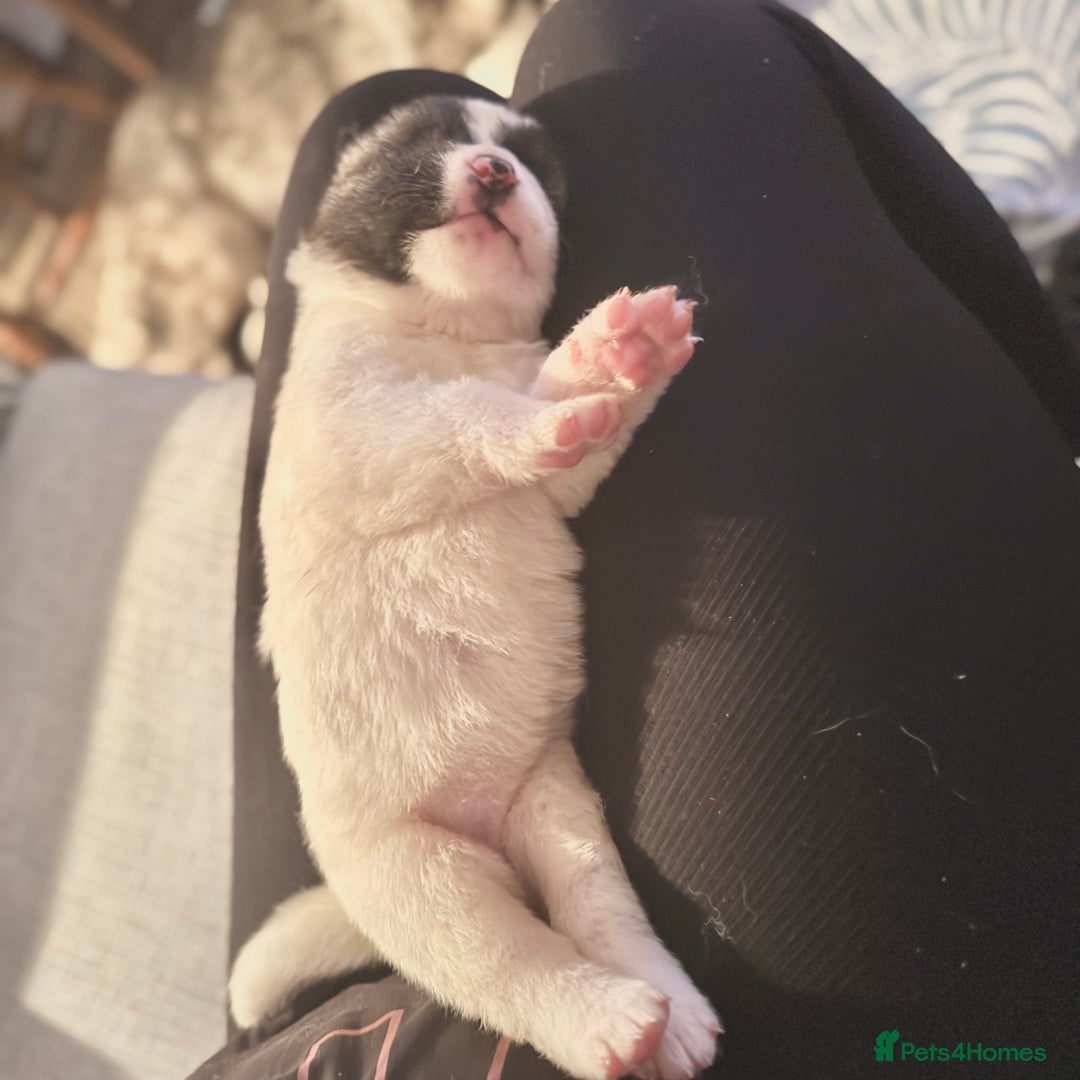 Akita dogs for sale: Quality Family Raised American Akita Puppies - Image 21