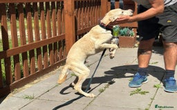 Mixed Breed dogs for adoption: Meatball - Norwich Norfolk  - Image 10