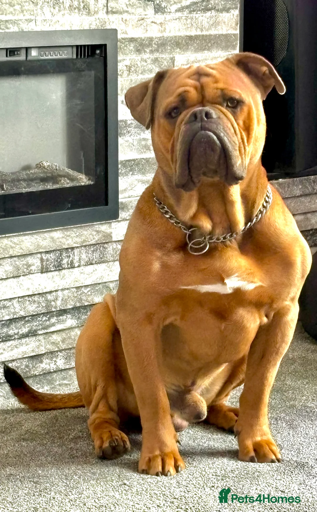 Olde English Bulldogge dogs for stud: Old English bulldog stud available  - Advert 1