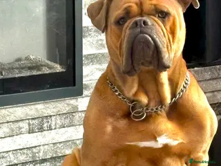 Olde English Bulldogge dogs Old English bulldog stud available - Advert 14