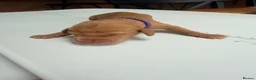Hungarian Vizsla dogs for sale: KC Registered Hungarian Wirehaired Vizsla Puppies  in Wigan - Advert 3