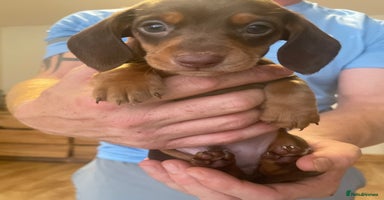 Miniature Dachshund dogs - Advert 1