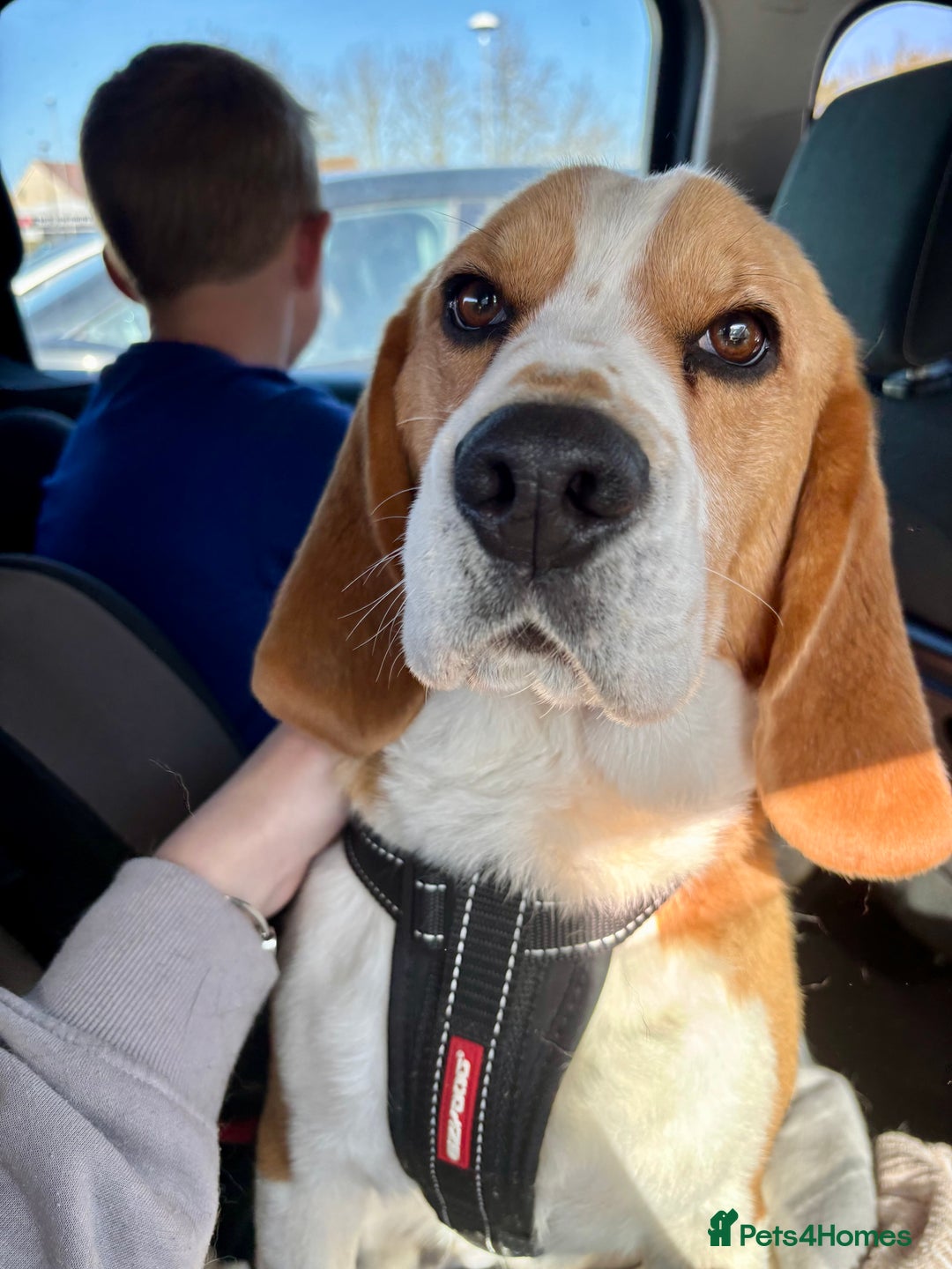 Beagle dogs for sale: Buddy boy  - Advert 7