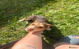 Mixed Breed dogs for sale: Miniature daschund & Jack Russell cross - Image 5