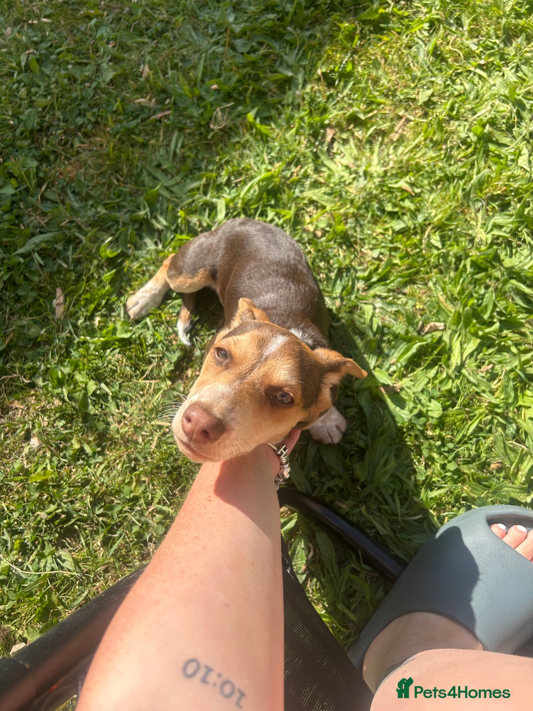 Mixed Breed dogs for sale: Miniature daschund & Jack Russell cross - Image 5