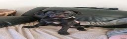 Cane Corso dogs for sale: 2 beautiful cane corso puppies - Advert 5