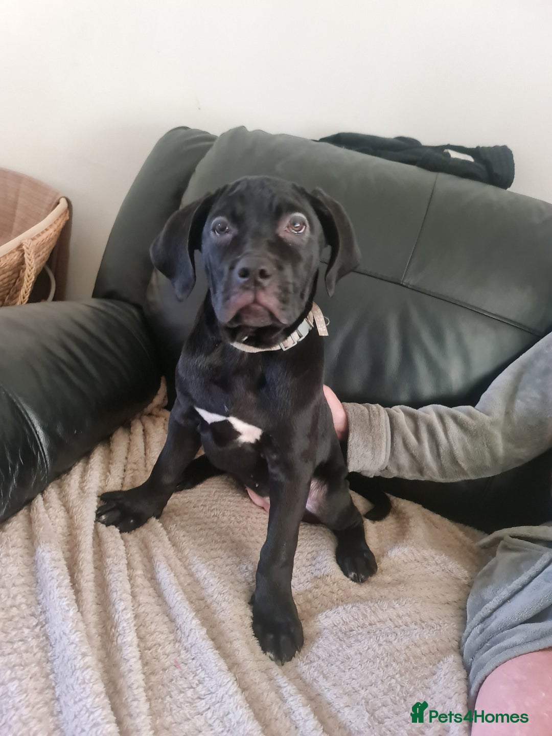 Cane Corso dogs for sale: 2 beautiful cane corso puppies - Advert 5