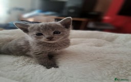 Russian Blue cats for sale: TICA Russian Blue Kittens Pedigree - Image 16