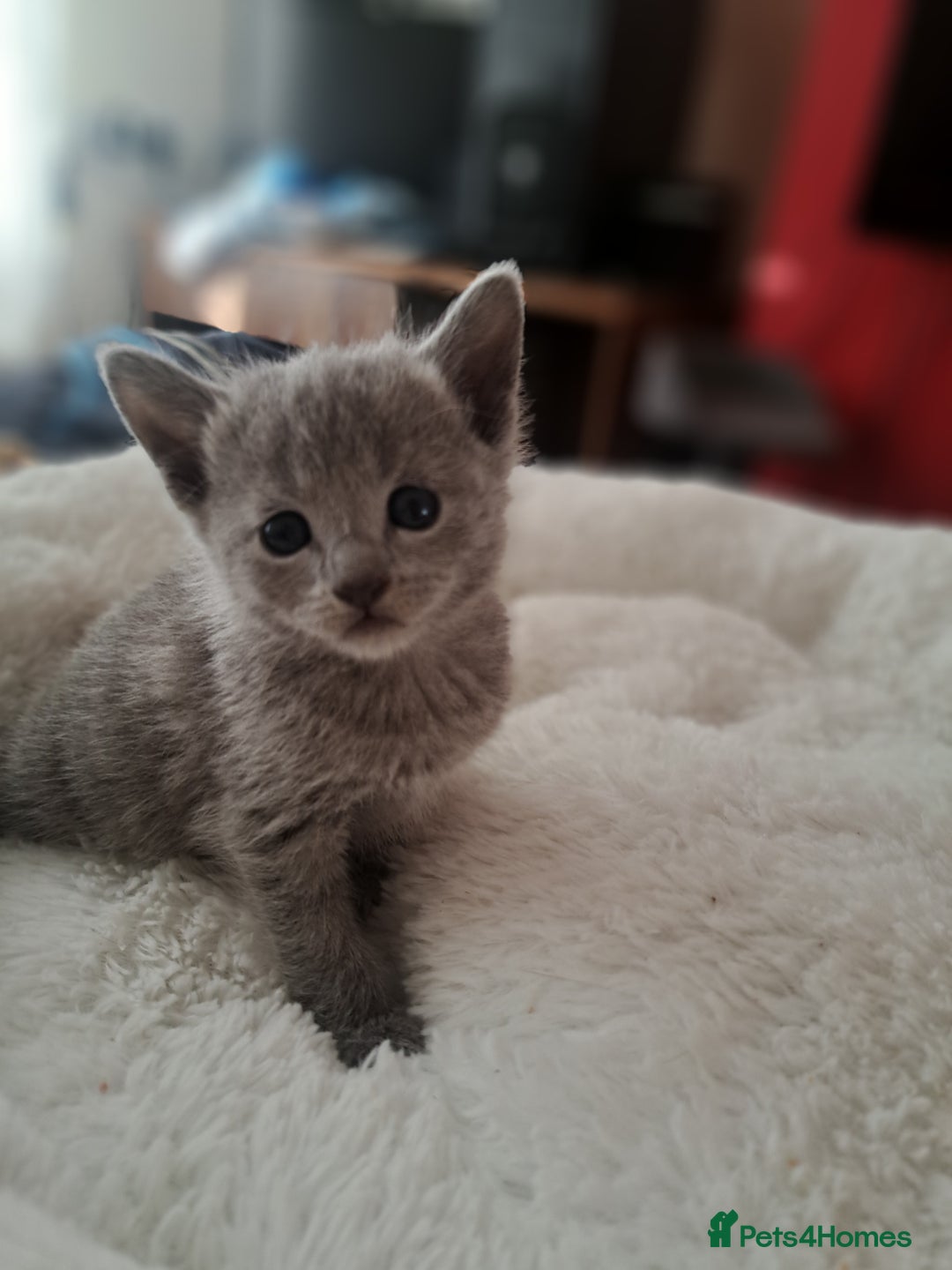 Russian Blue cats for sale: TICA Russian Blue Kittens Pedigree - Image 16