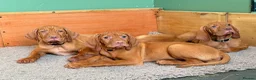 Hungarian Vizsla dogs for sale: 🇭🇺 Hungarian Vizsla puppies 🇭🇺 - Advert 9