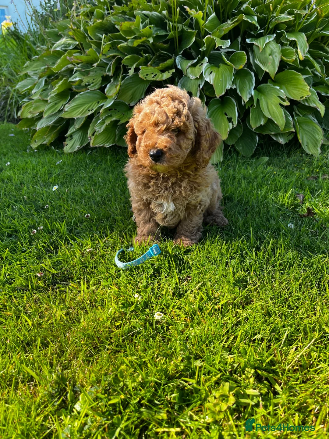 Toy Poodle dogs for sale: READY TO GO !Gorgeous toy poodle puppies for sale  - Advert 2