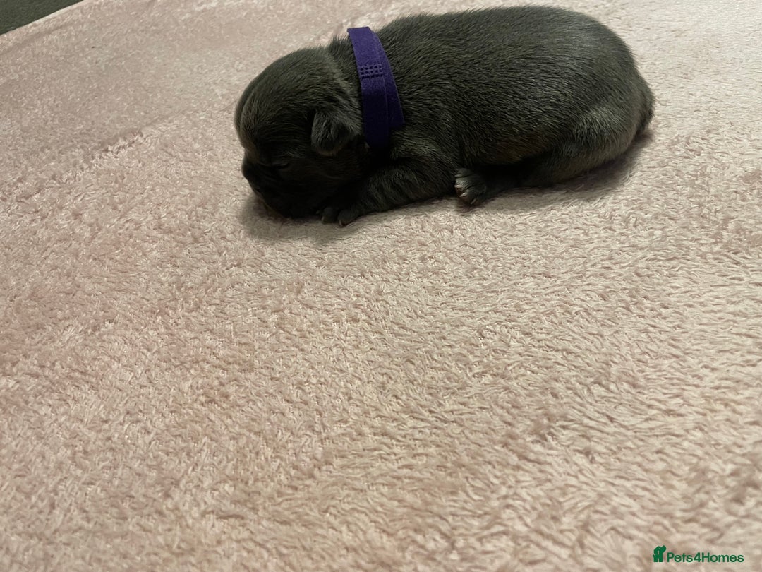French Bulldog dogs for sale: 7 beautiful male French bull dog pups - Image 14
