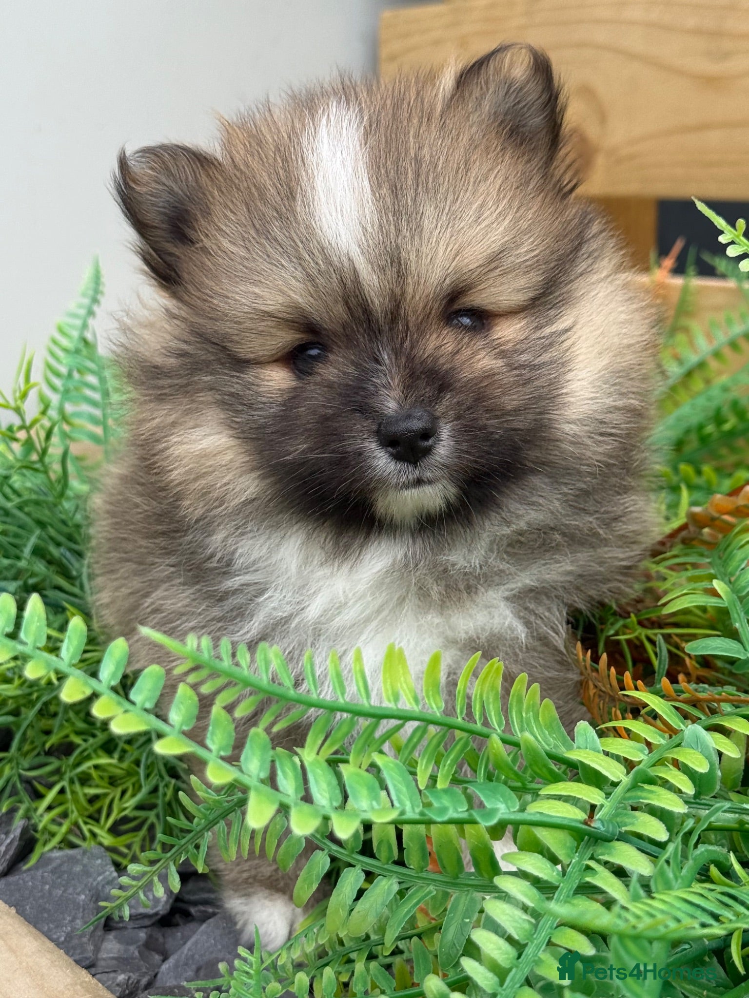 Pomsky dogs Stunning  **  Pomsky’s - Advert 2
