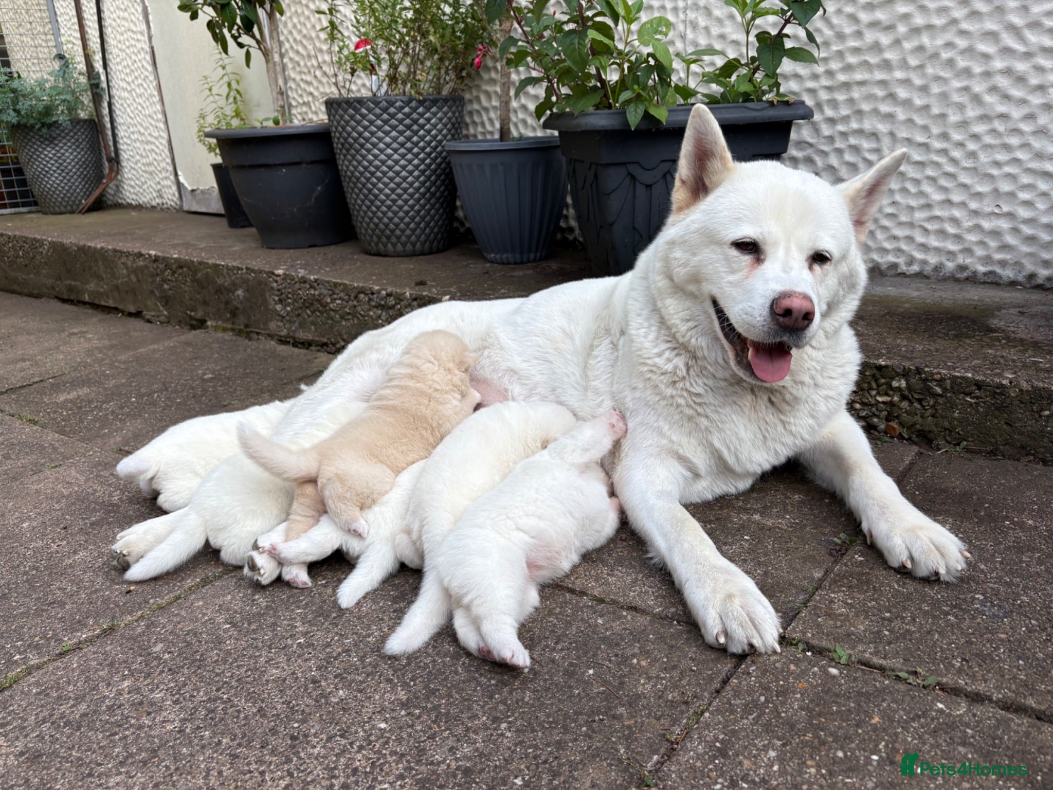 Japanese Akita Inu dogs 6 cute puppies - Advert 17